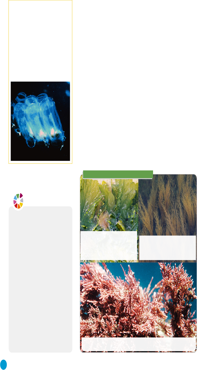 Examen moneras protoctistas y hongos 1o eso (96) foto